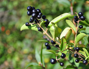 Image showing Berries of alder buckthorn (Frangula alnus)