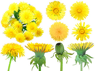 Image showing Set of yellow dandelion-flowers