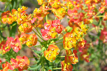 Image showing Cypress spurge (Euphorbia cyparissias)