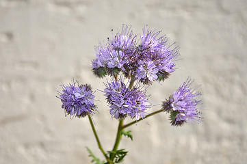 Image showing Phacelia, Scorpionweed (Phacelia tanacetifolia)