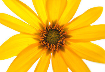 Image showing Small sunflower