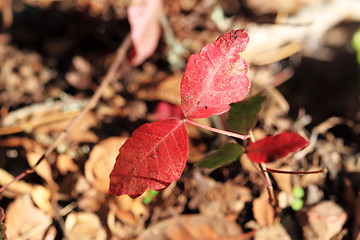 Image showing red leaves