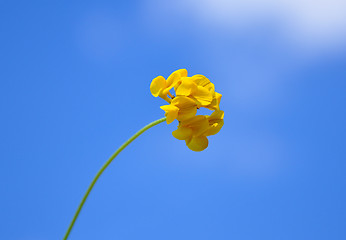 Image showing Bird's-foot trefoil (Lotus corniculatus)