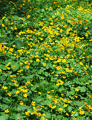 Image showing Marsh marigold (Caltha palustris)