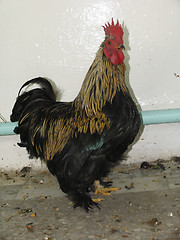 Image showing Black cock