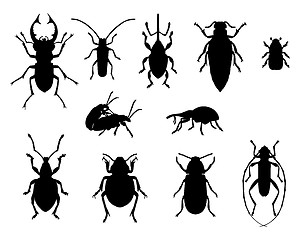 Image showing Collection of beetles