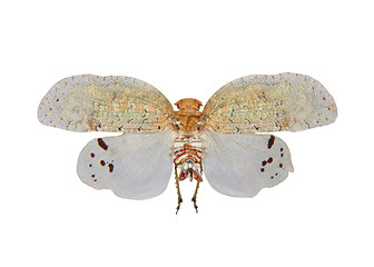 Image showing Tropical planthopper