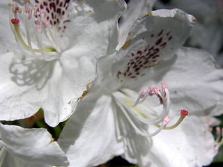 Image showing Rhododendron flower