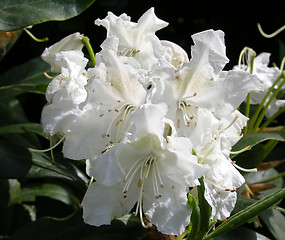 Image showing Rhododendron flower