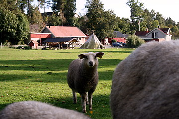 Image showing Lamb on a norwegian farm