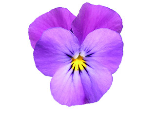 Image showing Pansy (Viola)