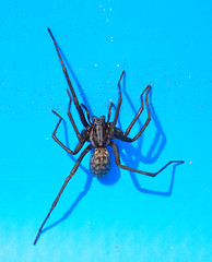 Image showing Spider in swimmingpool