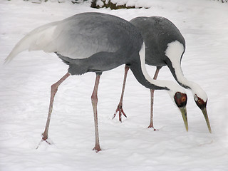 Image showing Gray crane