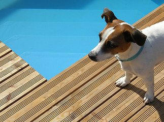 Image showing Dog relaxing at pool