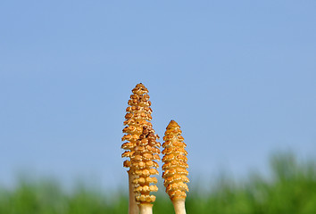 Image showing Horsetail flowers