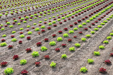 Image showing Lettuce field