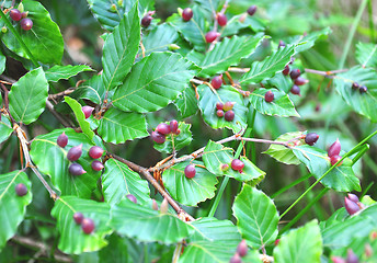 Image showing Beech galls (Mikiola fagi)