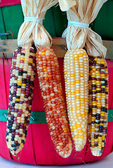 Image showing Indian Corn Harvest