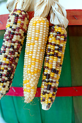 Image showing Indian Corn