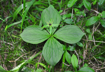 Image showing Herb paris (Paris quadrifolia)