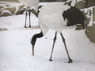 Image showing Japanese crane