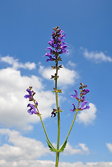 Image showing Meadow sage (Salvia pratensis)