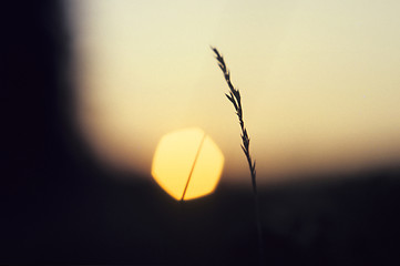 Image showing Grass stem at sun set