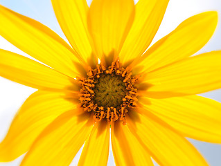 Image showing Small sunflower