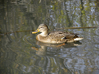 Image showing Wild duck