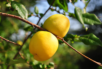 Image showing Chinese quince fruits (Chaenomeles speciosa)