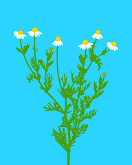 Image showing Chamomile