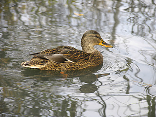 Image showing Wild duck