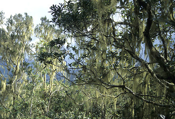 Image showing Tropical forest in La Reunion with Beard Lichen (Usnea)