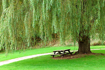 Image showing Weeping Willow Picnic