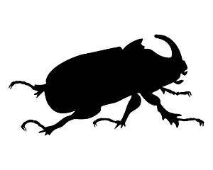 Image showing Rhinoceros beetle