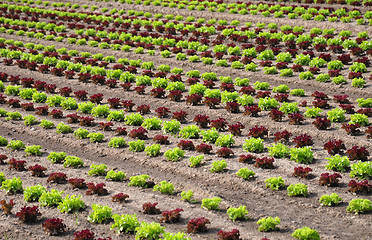 Image showing Lettuce field