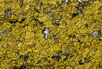 Image showing Lichen background