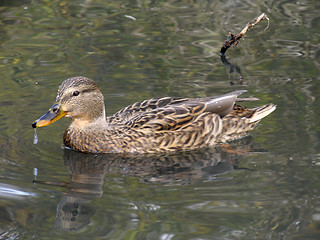 Image showing Wild duck