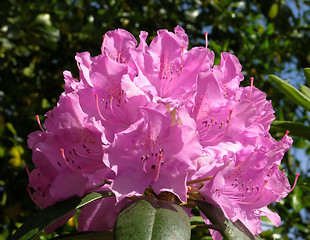 Image showing Rhododendron flower