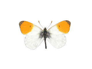 Image showing Orange tip (Anthocharis cardamines)