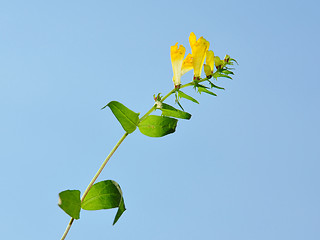 Image showing Common Cow-wheat (Melampyrum pratense)