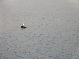 Image showing Gull