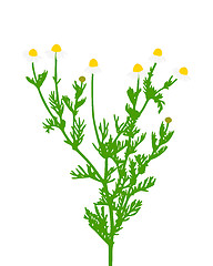 Image showing Chamomile