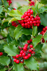 Image showing Yuletide Holly Berries