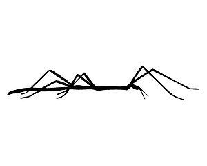 Image showing Stick insect