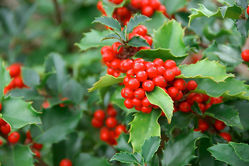 Image showing Yuletide Holly Berries