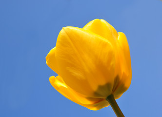 Image showing Yellow tulip