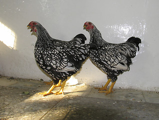 Image showing Hens