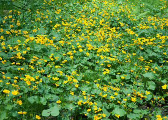 Image showing Marsh marigold (Caltha palustris)