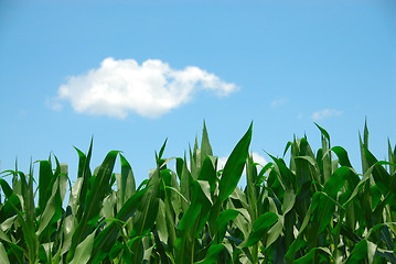 Image showing Corn and Sky